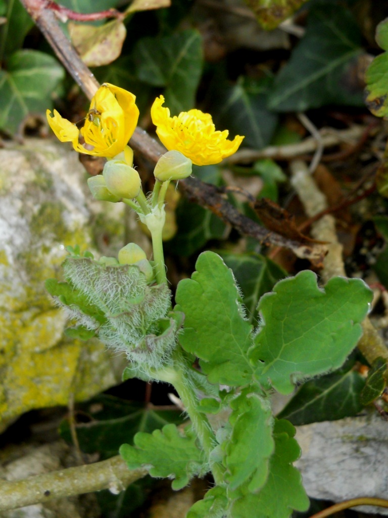 Chelidonium majus